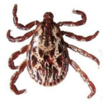 AMERICAN DOG TICK​