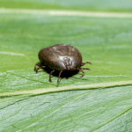 ASIAN LONGHORNED TICK​