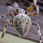 BARN ORB WEAVER