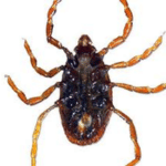 BROWN DOG TICK​