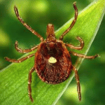 LONE STAR TICK