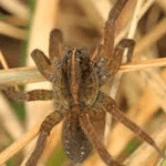 FIELD WOLF SPIDER