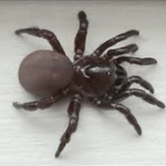 FOLDING DOOR SPIDER​