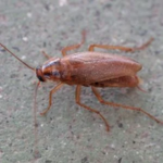 GERMAN COCKROACH