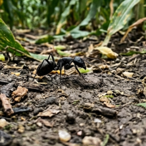 CORNFIELD ANT​