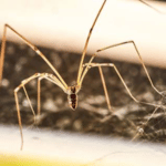 LONG-BODIED CELLAR SPIDER