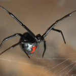 NORTHERN AND SOUTHERN BLACK WIDOW ​