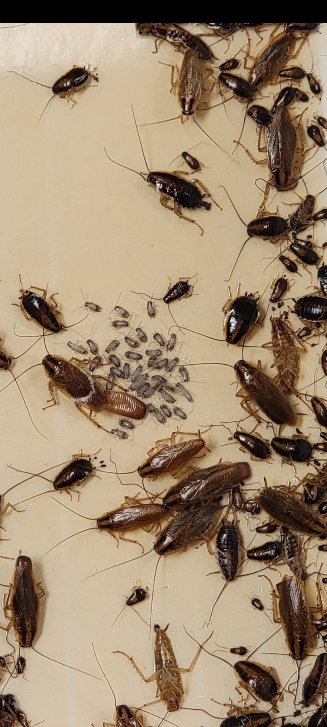 Cockroaches
