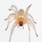 YELLOW SAC SPIDER​