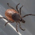 EASTERN BLACKLEGGED TICK​