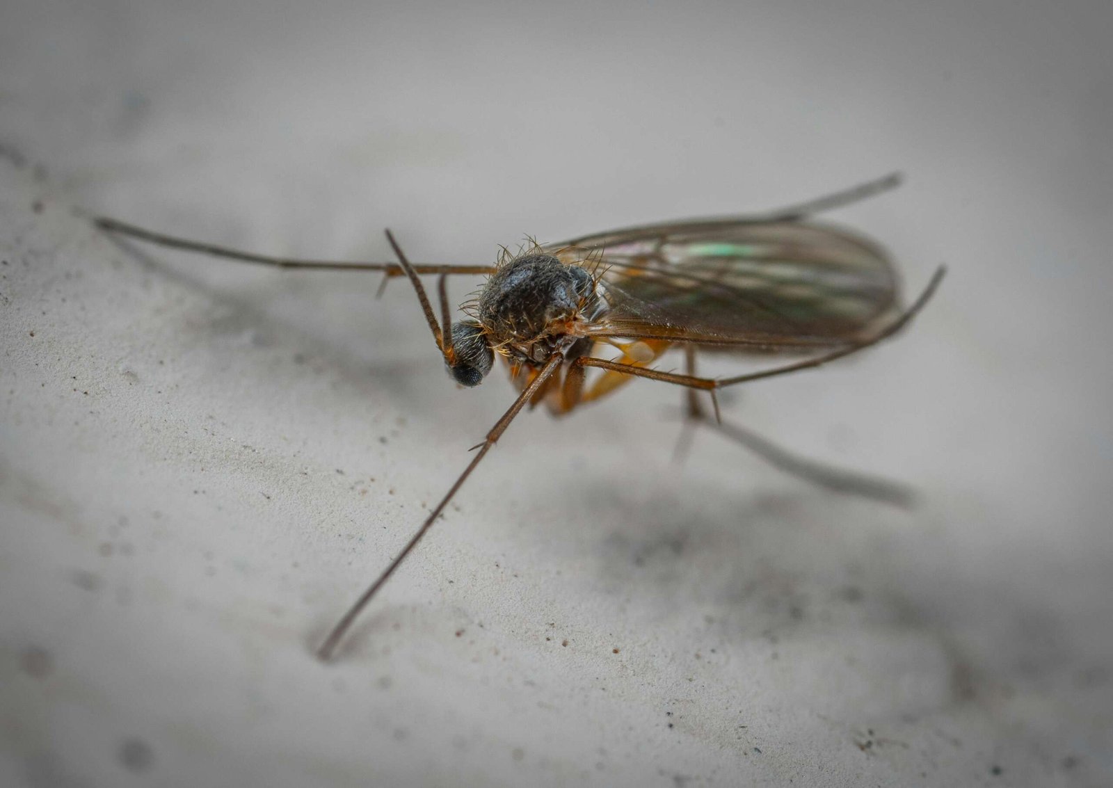 Gnats