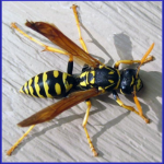 EUROPEAN PAPER WASP​